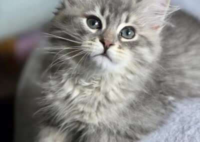 Kitten