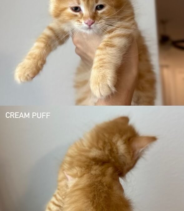 Where to Buy a Siberian Cat: Finding Trusted Breeders