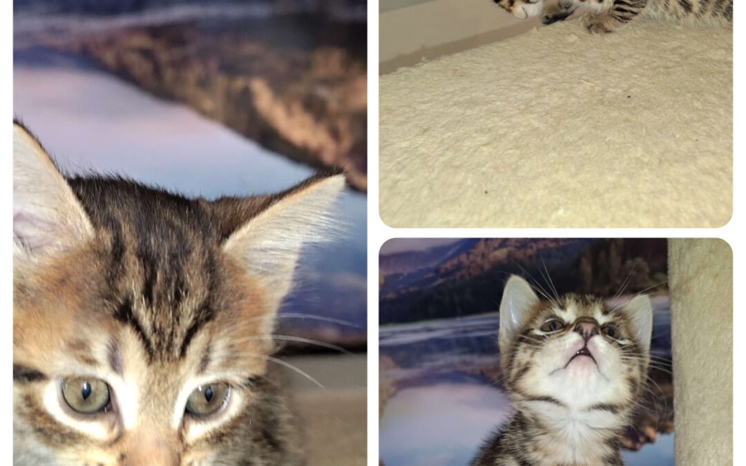 Why Siberian Cats Are Perfect for Families Family-Friendly Cat Breed