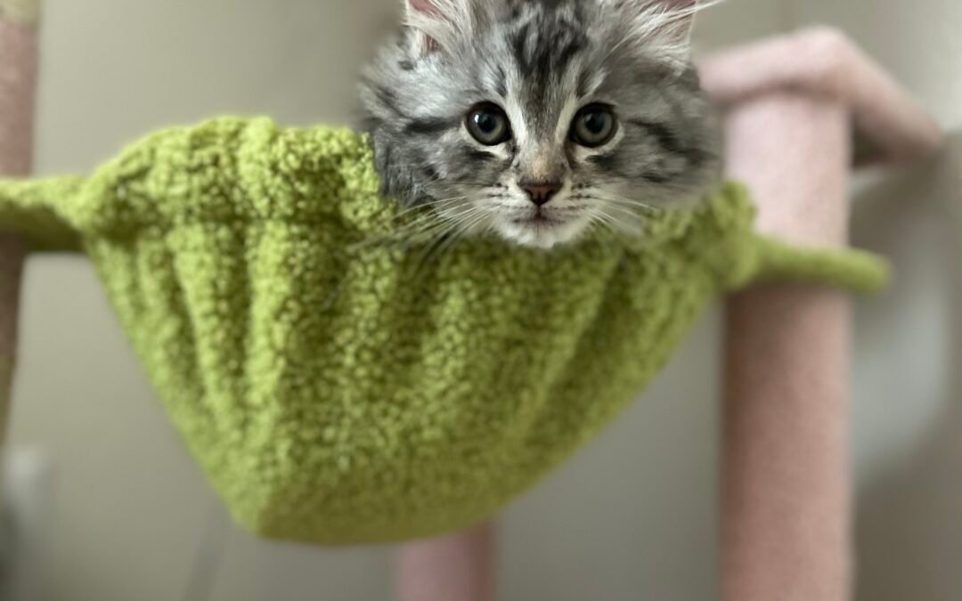 Silver Female Siberian