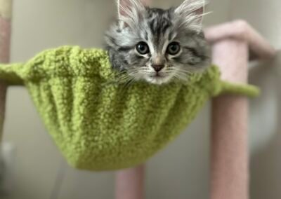 Silver Female Siberian