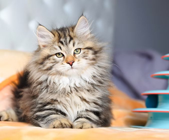 Why Siberian Cats Are the Perfect Family Pets