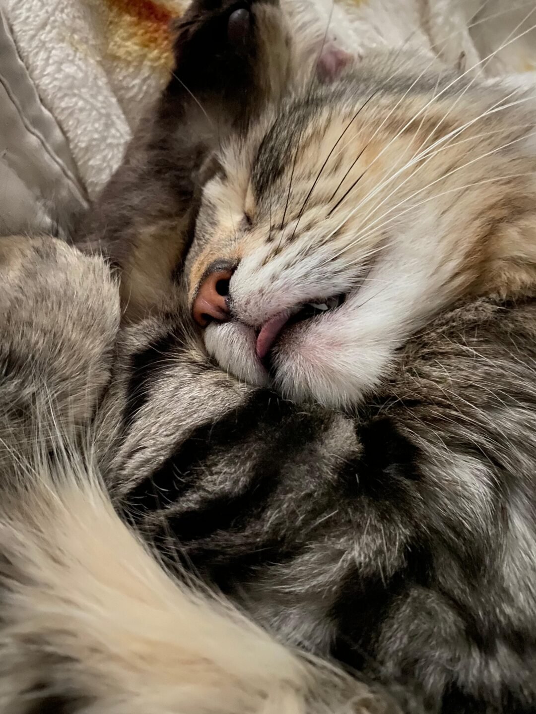 Siberian Cuties