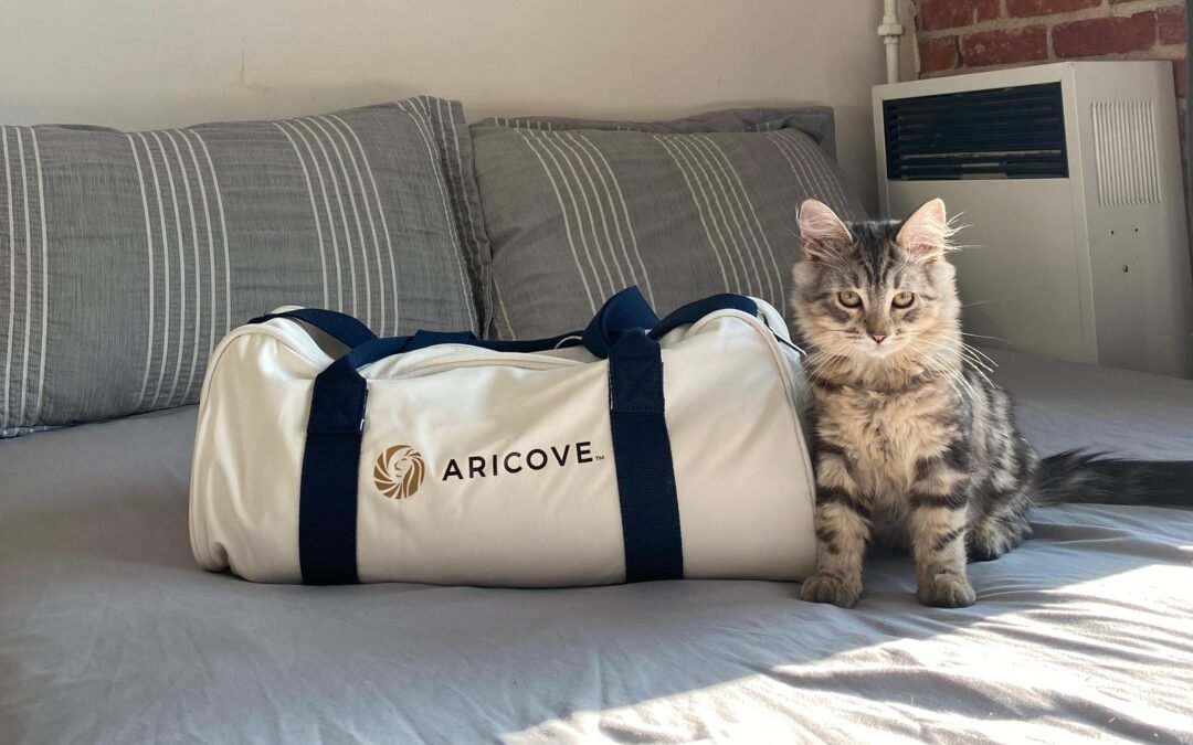 Owning a Siberian Cat: A Complete Guide for Future Cat Parents