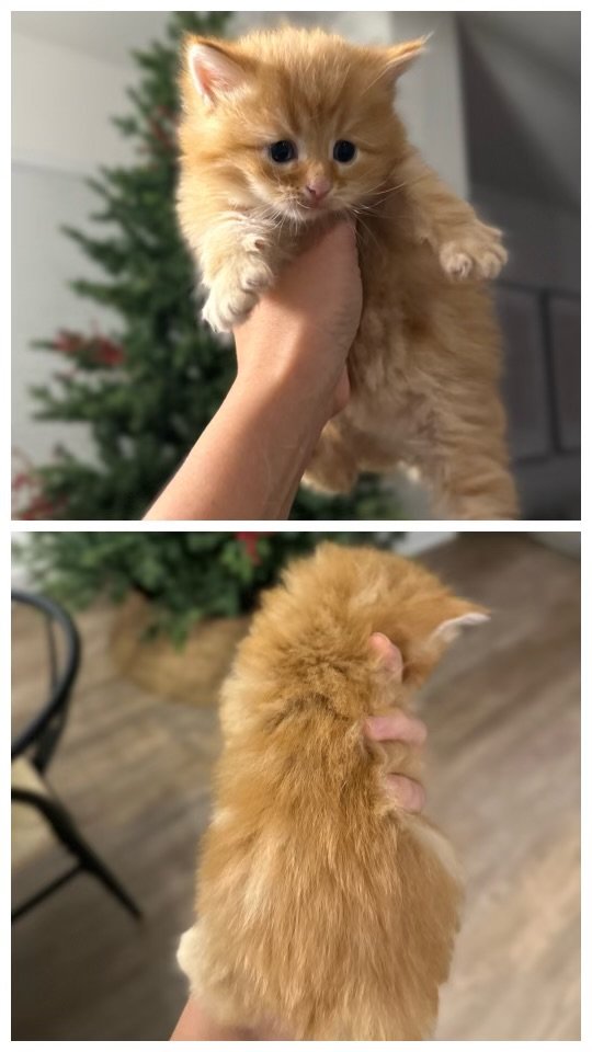 Siberian Cuties