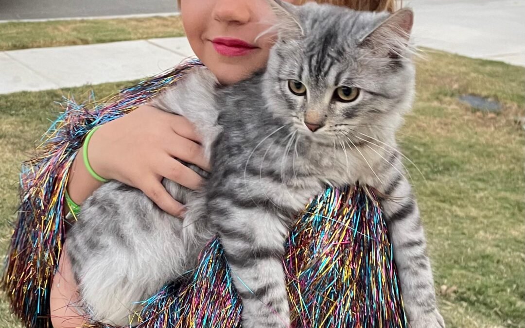 Why Siberian Cats Are One of the Best Emotional Support Pets