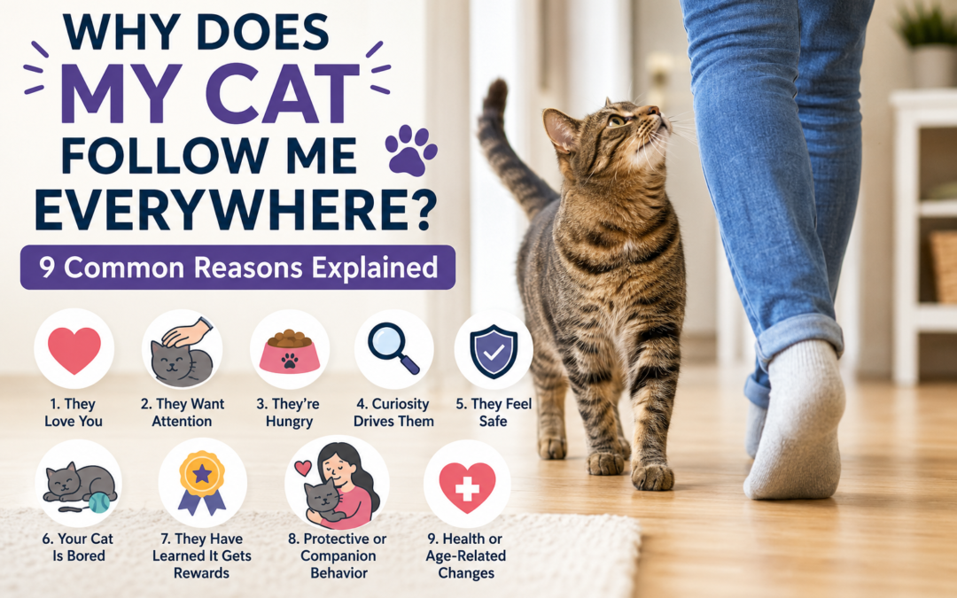Why Does My Cat Follow Me Everywhere? 9 Common Reasons Explained