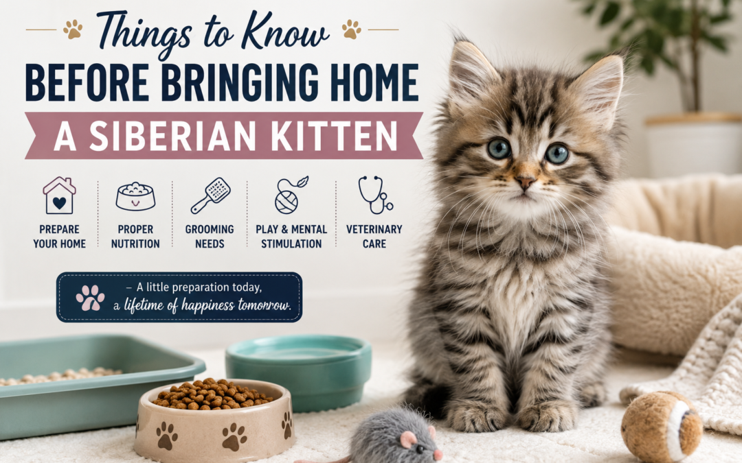 Things to Know Before Bringing Home a Siberian Kitten