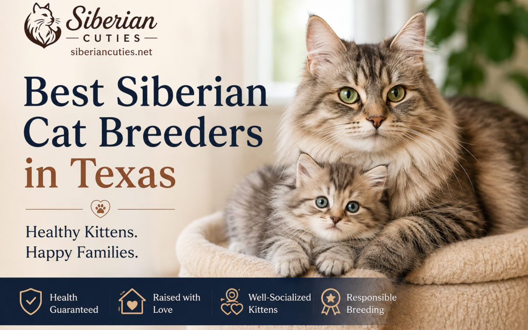 Best Siberian Cat Breeders in Texas: How to Find a Healthy and Well-Socialized Kitten