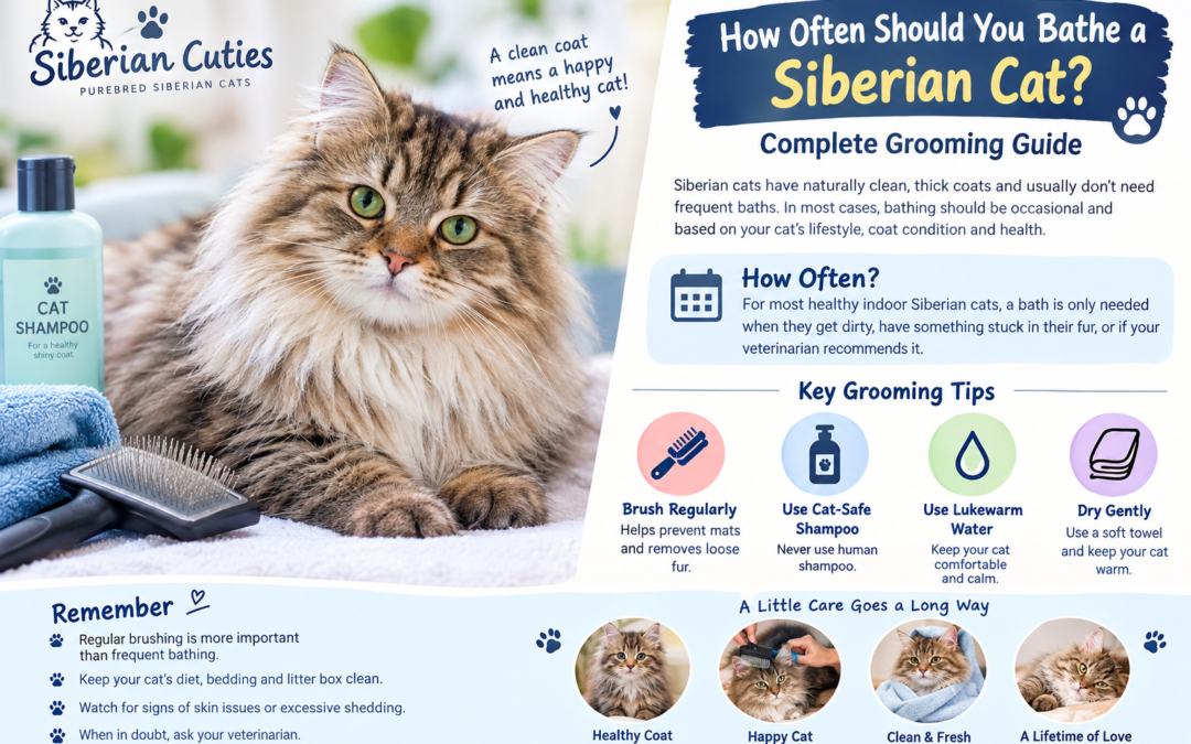 How Often Should You Bathe a Siberian Cat? Complete Grooming Guide